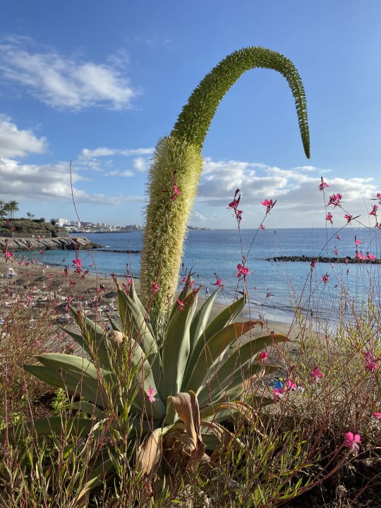 Strand Hotel Riu Palace Tenerife