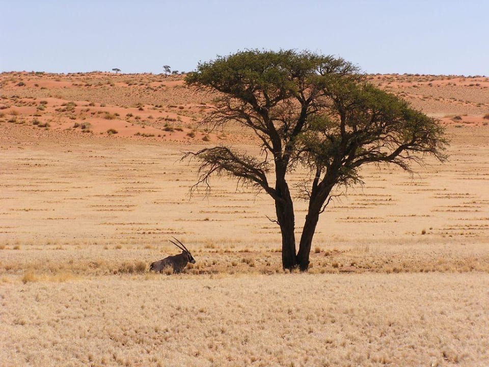 Oryx Antilope Wolwedans Dunes Lodge