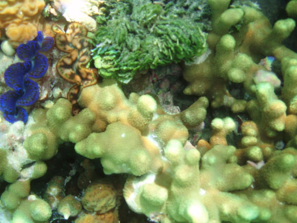 Korallen Adaaran Select Hudhuran Fushi - Premium All Inclusive