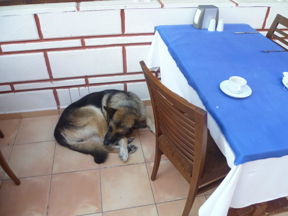 Hunde im Restaurant Ölüdeniz Turquoise Hotel