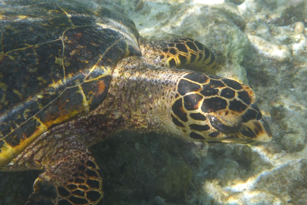 Unterwasser Embudu Village