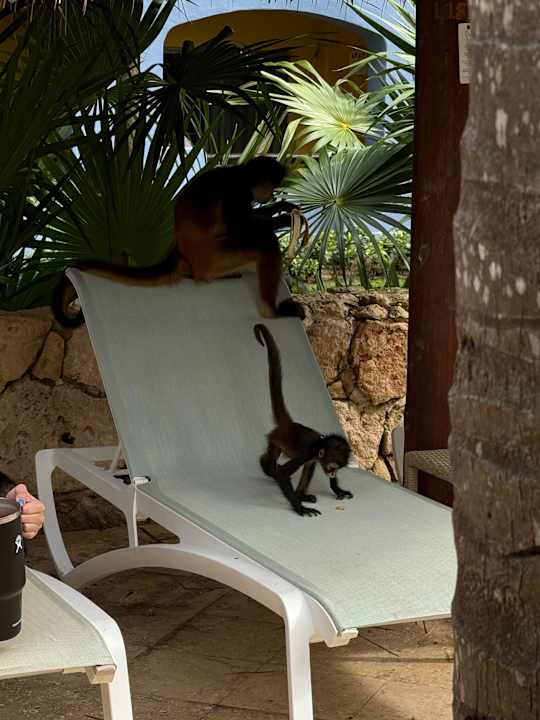 Gartenanlage Iberostar Selection Paraiso Maya Suites