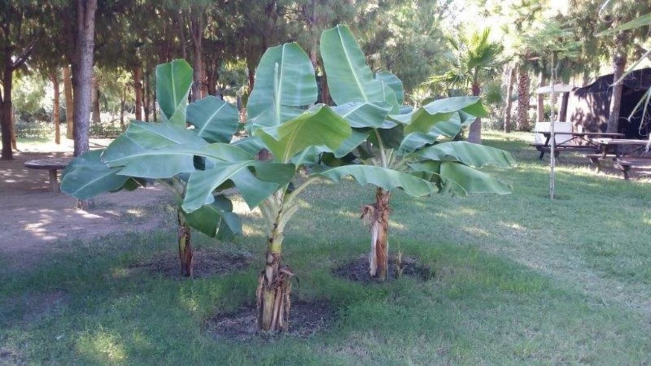 Gartenanlage Club Turtas Beach Hotel