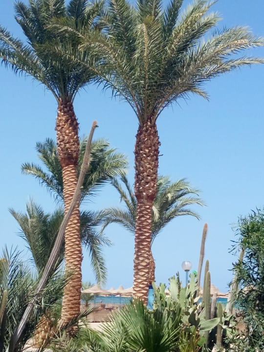 Gartenanlage Shams Safaga Resort