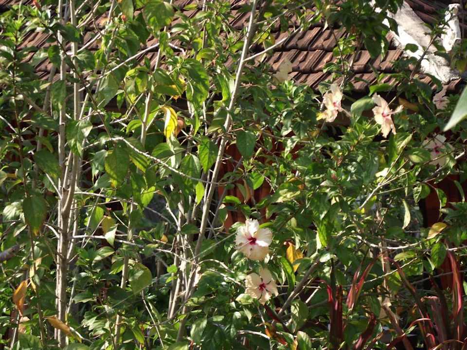 Überall viel gut gepflegte Blumen  Hotel Terres Rouges Lodge