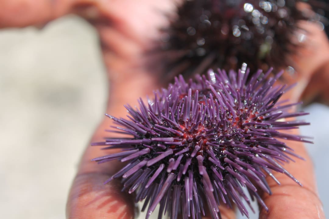 Seeigel Baobab Beach Resort & Spa