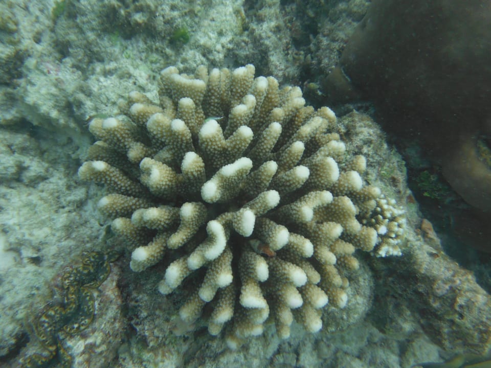 Intakte Koralle nebst Muschel Kuramathi Maldives