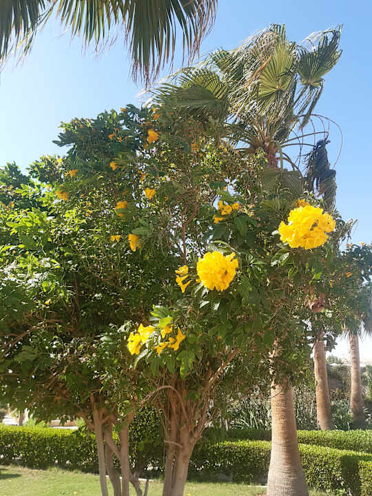 Gartenanlage Sharm Club Beach Resort