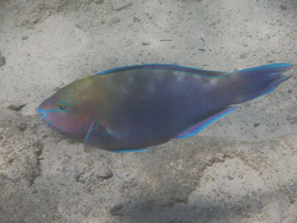 Sport & Freizeit Three Corners Fayrouz Plaza Beach Resort