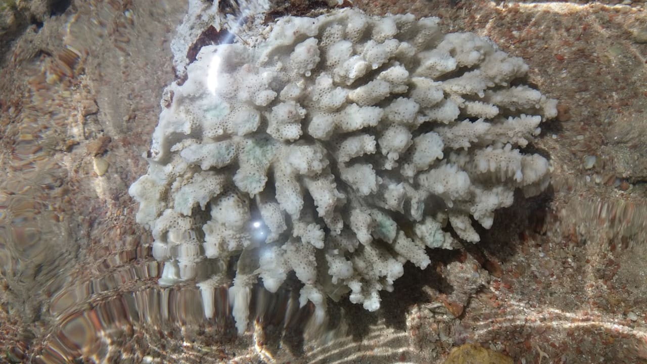 Strand Pickalbatros Royal Moderna Resort-Sharm El Sheikh