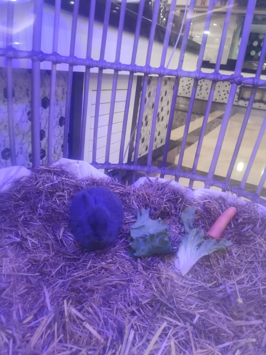 Sonstiges Dream World Palace Hotel