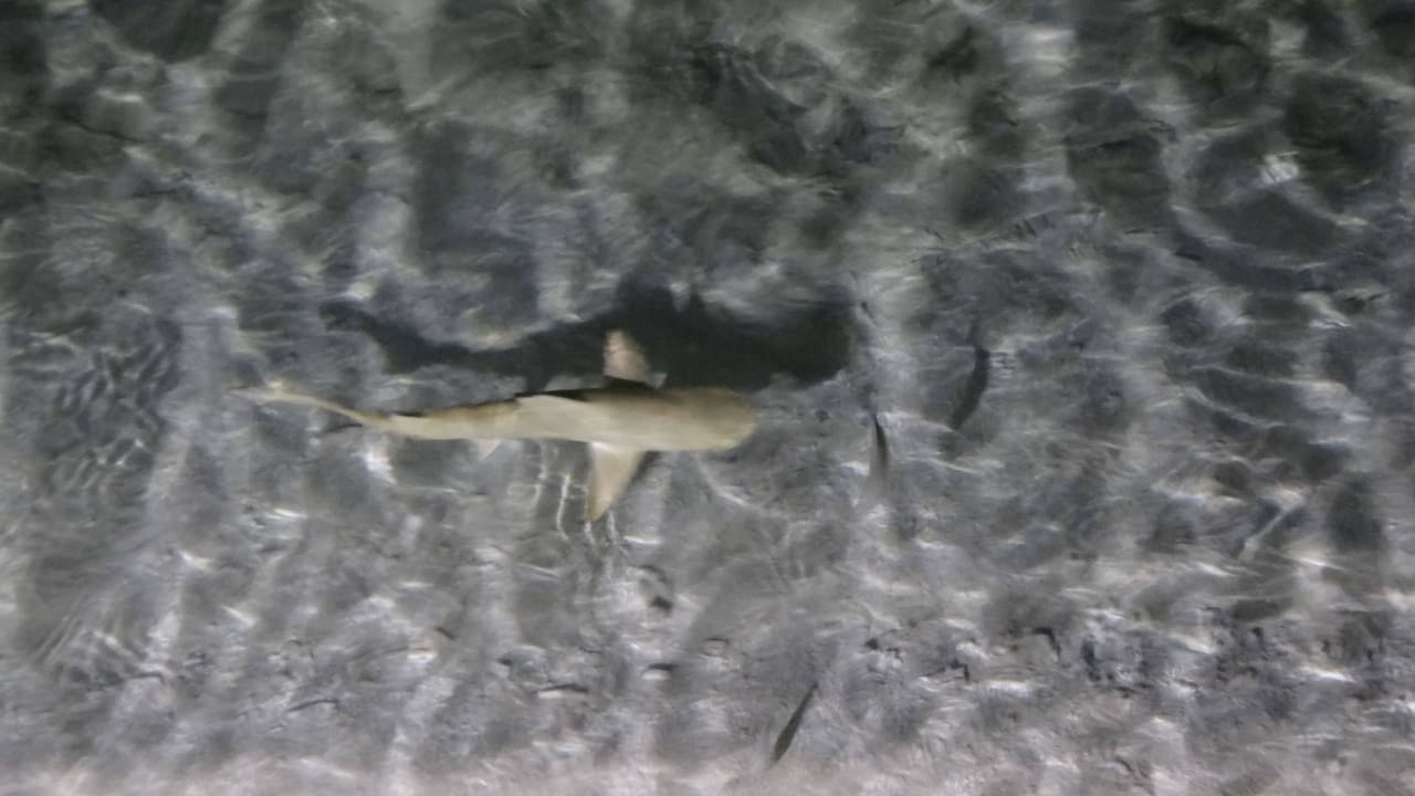 Hai an der Nautilusbar Sun Siyam Vilu Reef