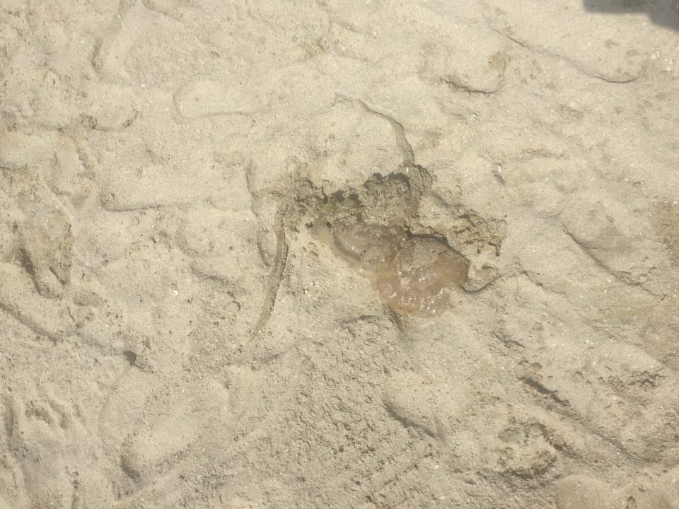 Strand Aloft Palm Jumeirah