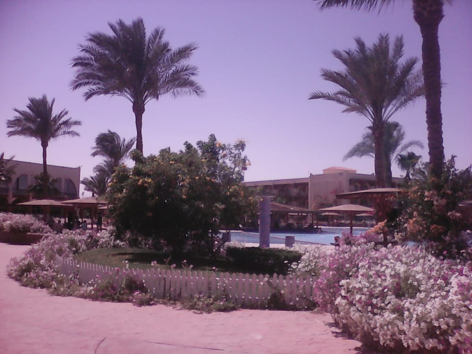 Gartenanlage Desert Rose