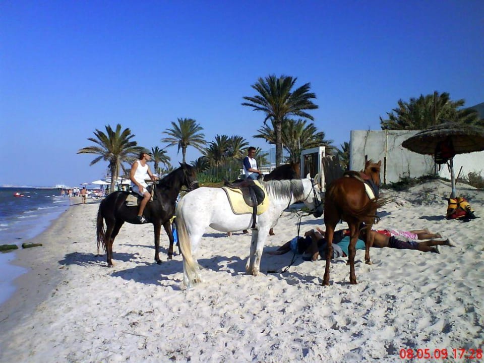 Schönes Strandstück Hotel El Mouradi Skanes Beach