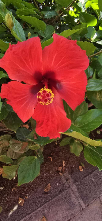 Gartenanlage Hotel Riu Palace Oasis