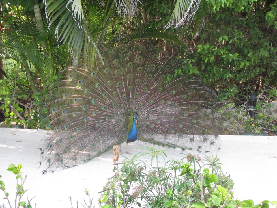 Der Hauspfau (vernichten Schlangen) Grand Oasis Tulum Riviera - All Inclusive