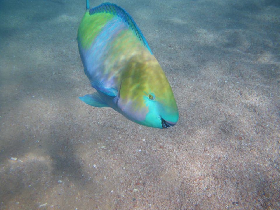 Fische am Strand des Tiran Sharm Hotels Pickalbatros Royal Moderna Resort-Sharm El Sheikh