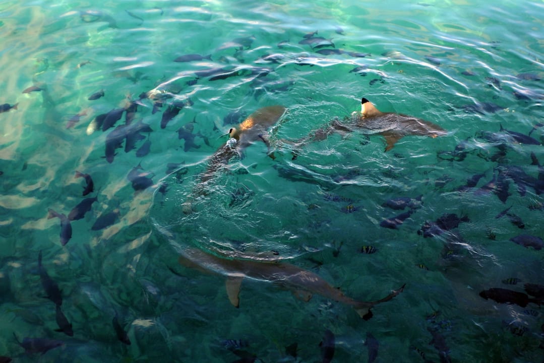 Sport & Freizeit Summer Island Maldives