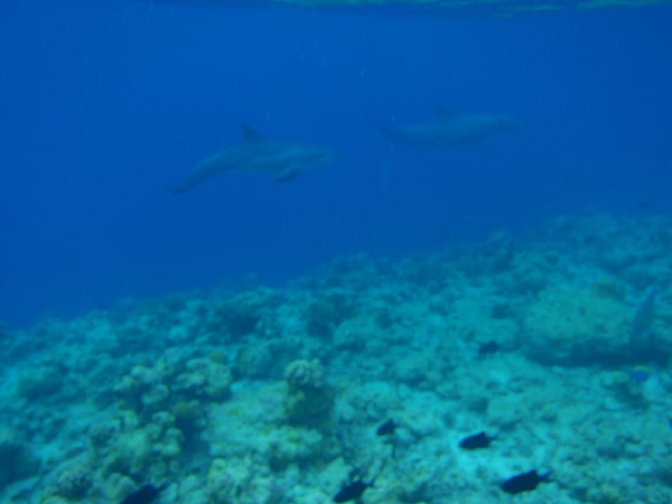 Reethi NH Collection Maldives Reethi Resort