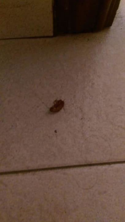 Ungebetener Gast  Hotel El Duque