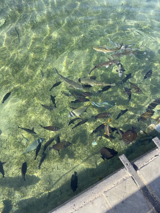 Sonstiges Pickalbatros Dana Beach Resort - Hurghada