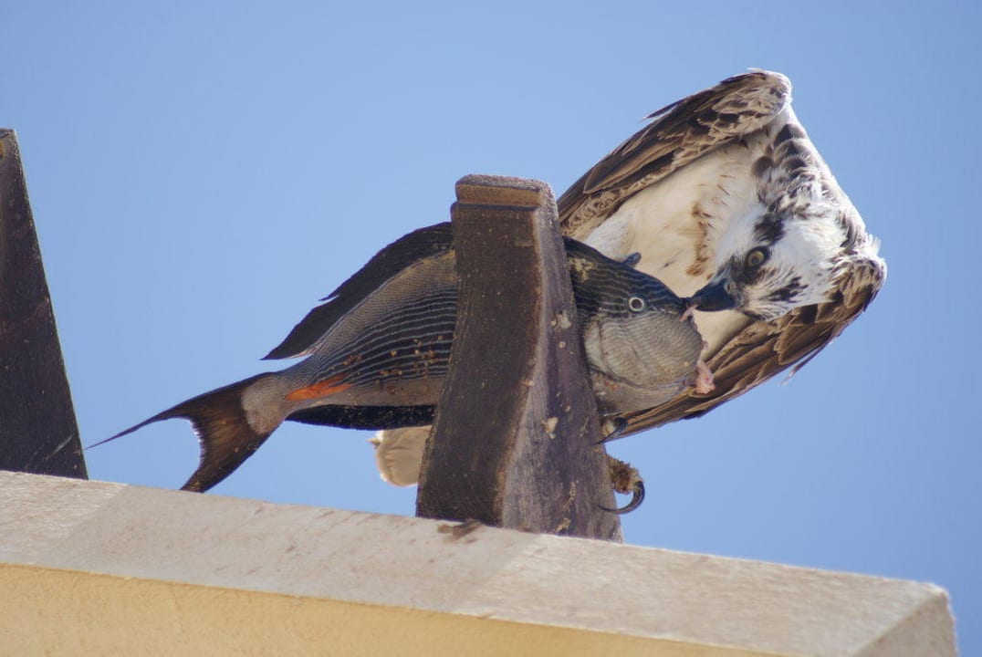 Hauseigener Adler beim Essen TUI BLUE Samaya