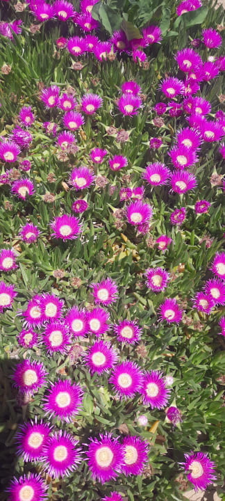 Gartenanlage Ephesia Holiday Beach Club