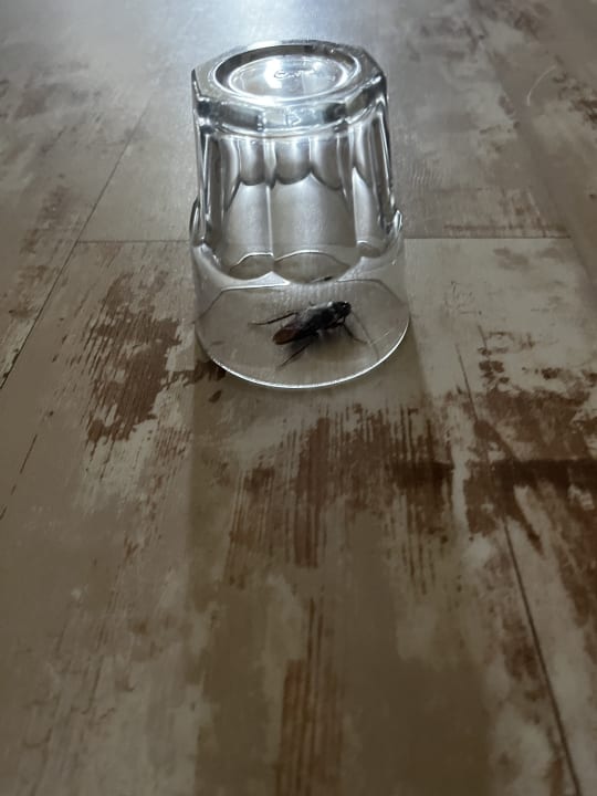 Zimmer HOVIMA La Pinta Beachfront Family Hotel