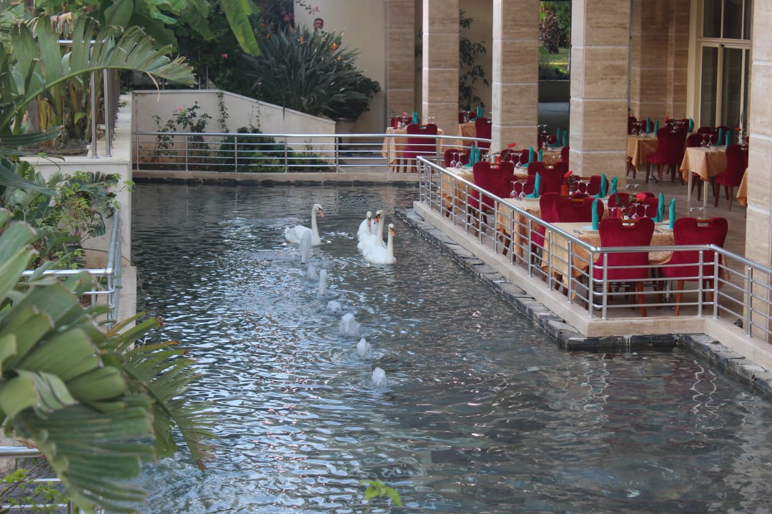 Die Haustiere des Alva Donna - Schwäne! Dobedan Exclusive Hotel And Spa