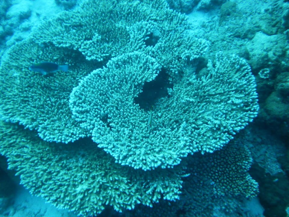 Tauchen Villa Park Sun Island