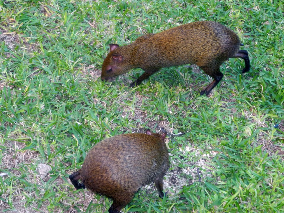 Agutis Grand Palladium Select White Sand Resort & Spa