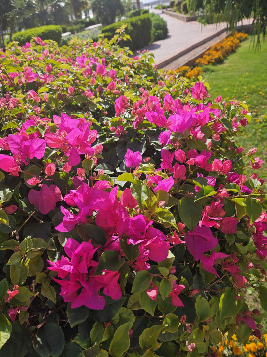 Gartenanlage Three Corners Equinox Beach Resort