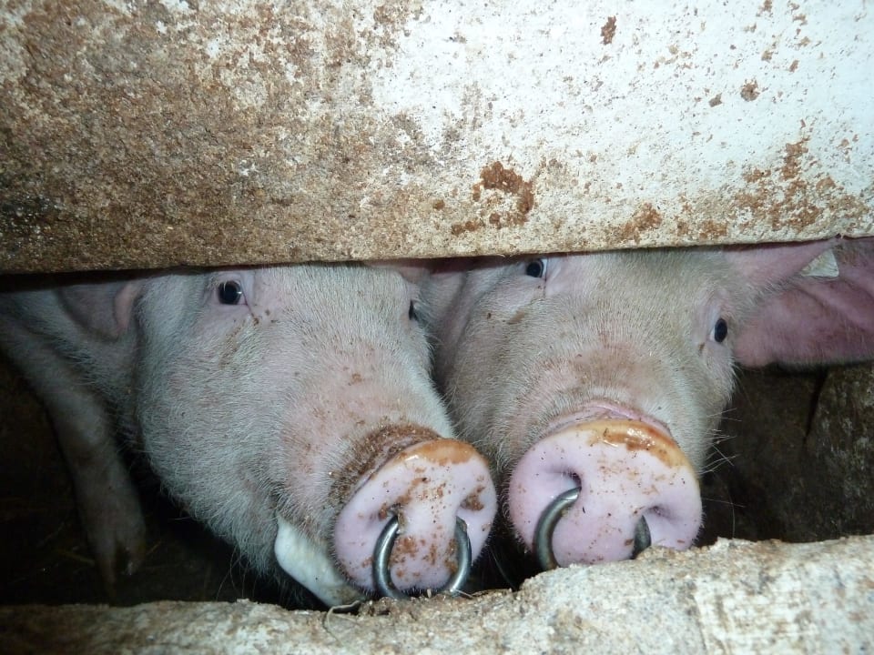 Schweinefüttern Ferienhof Upwarf