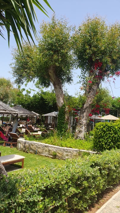 Gartenanlage Corissia Beach Hotel