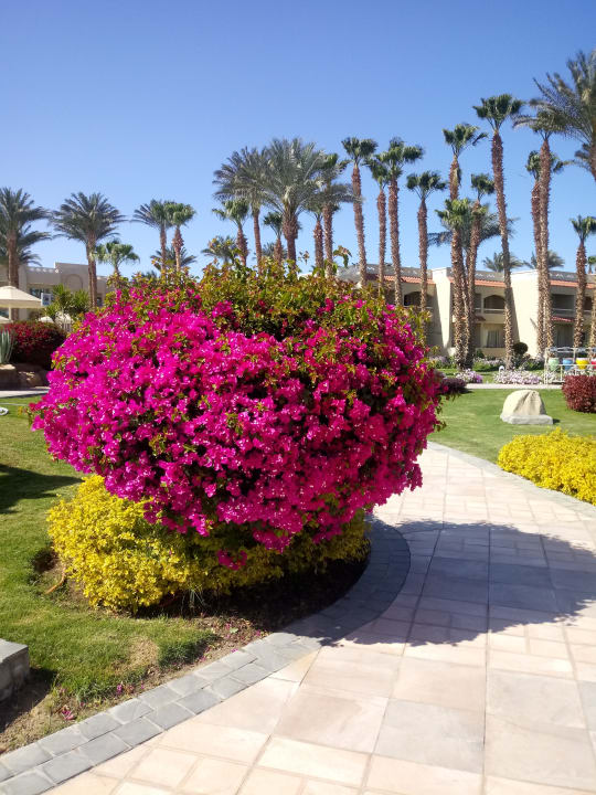 Gartenanlage Beach Albatros Resort