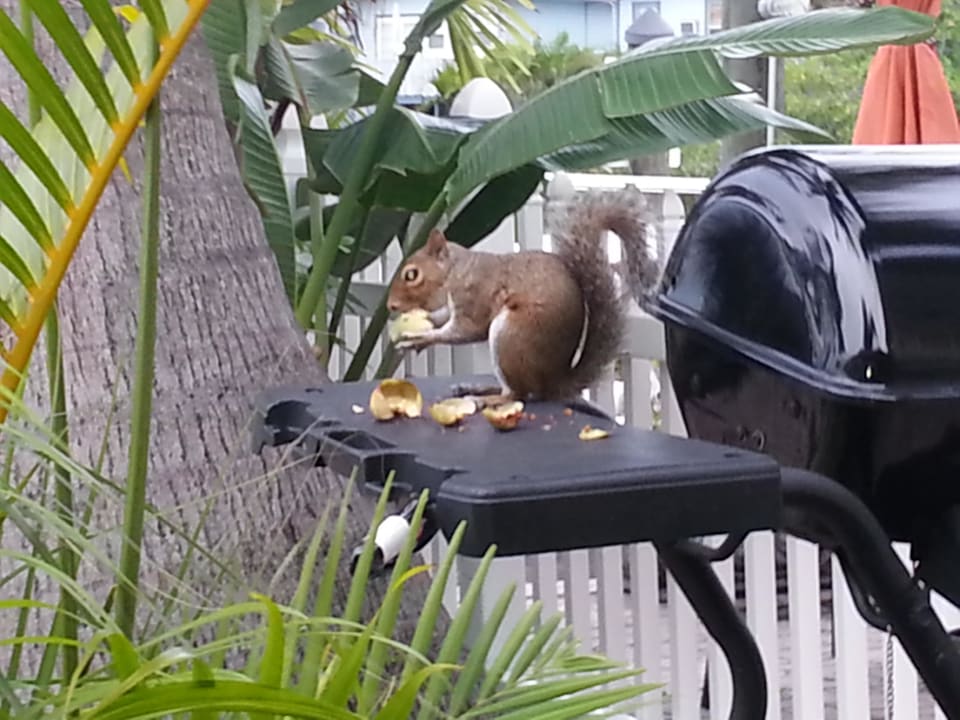 Eichhörnchen "Charly" Hotel Manatee Bay Inn B&B