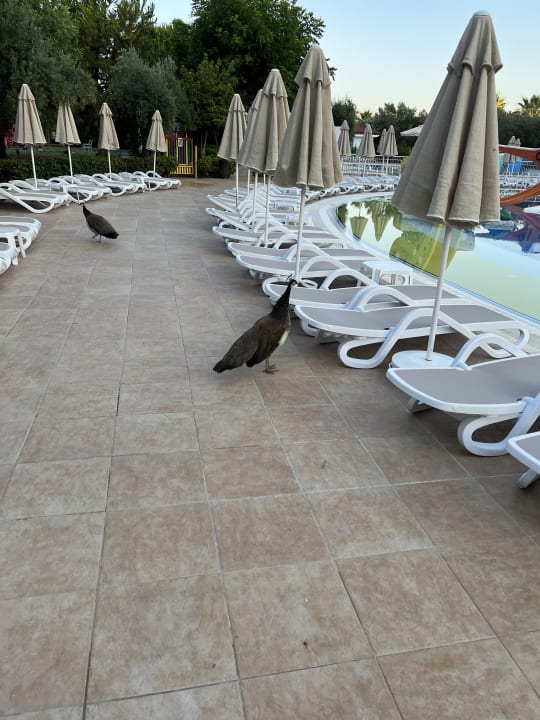 Pool Seaden Sea World Resort & Spa