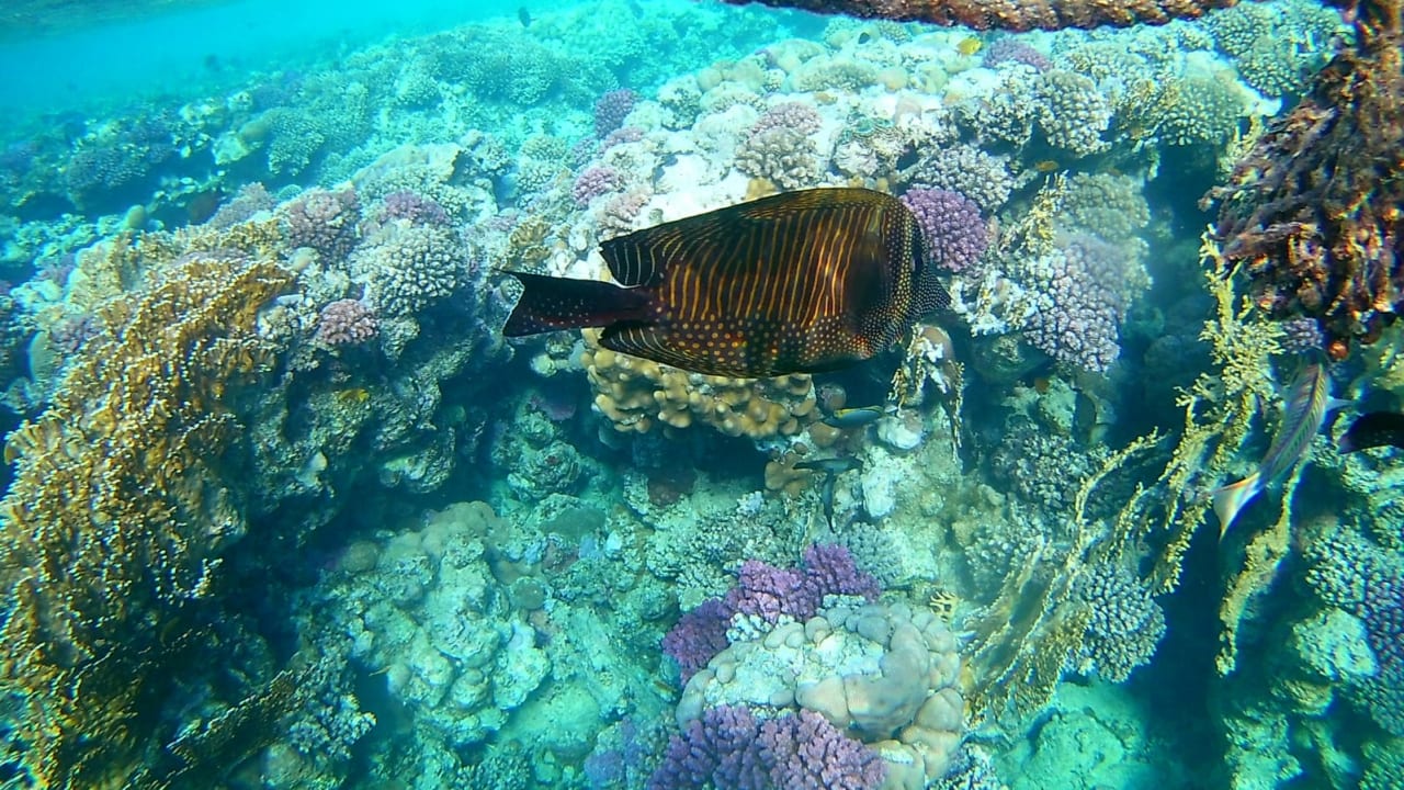 Strand Steigenberger Coraya Beach - Adults only