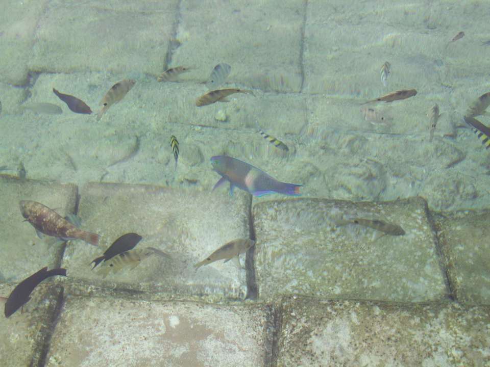Fische in einer der Lagunen Pickalbatros Citadel Resort