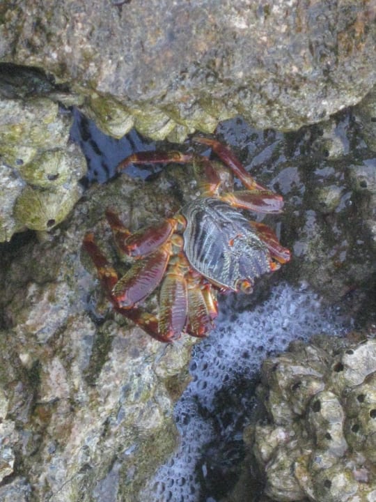 Кусочек морской жизни на пляже  Pickalbatros Citadel Resort