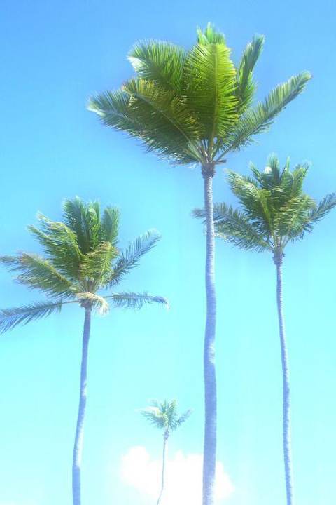 Palmen Hotel Grand Palladium Palace Resort, Spa & Casino