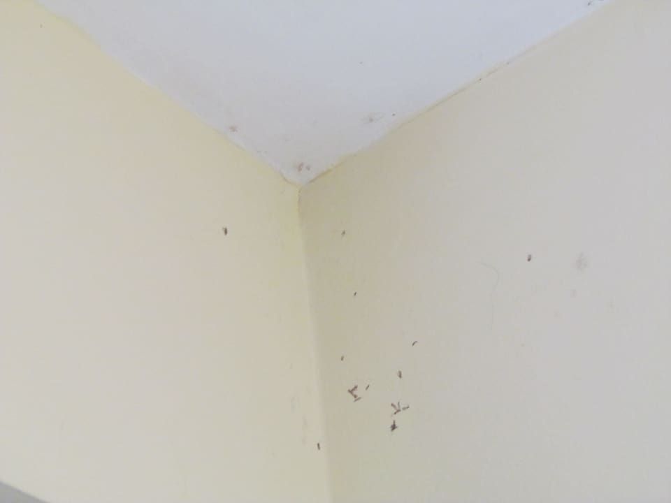  Spinnweben  Ilunion Sancti Petri