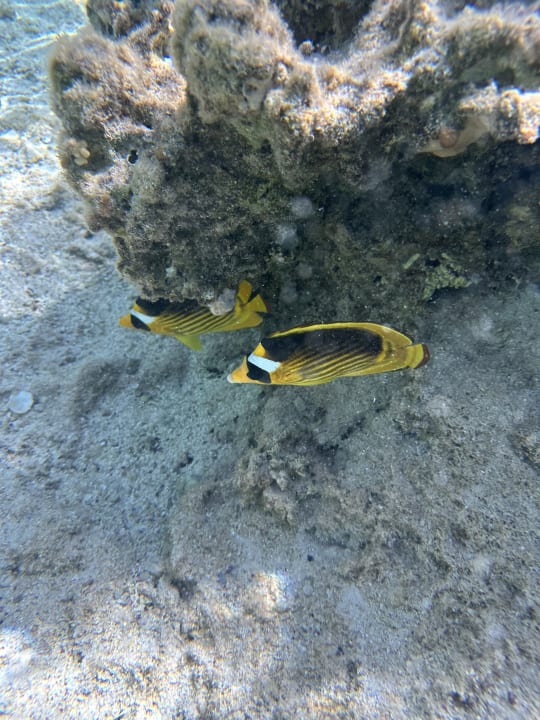 Sport & Freizeit Lazuli Hotel Marsa Alam