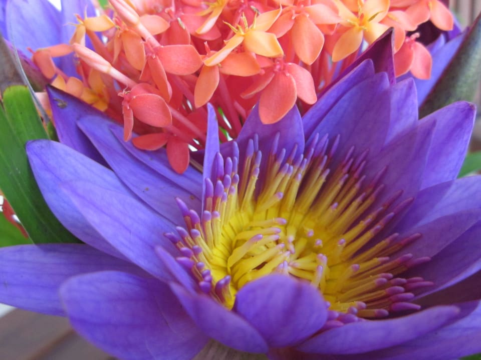 Blumen auf der Terrasse Mermaid Hotel & Club