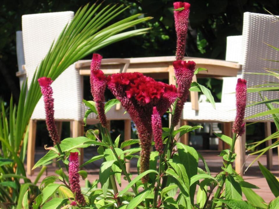 Inselvegetation Sun Siyam Iru Fushi