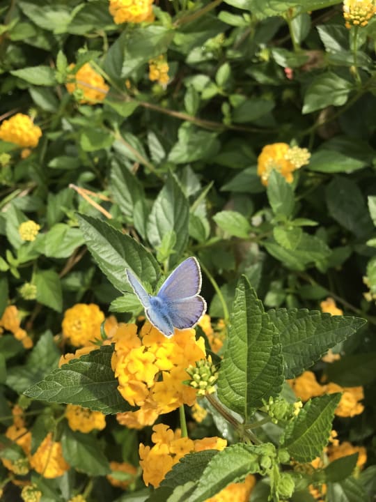 Garten Panoramahotel Watles