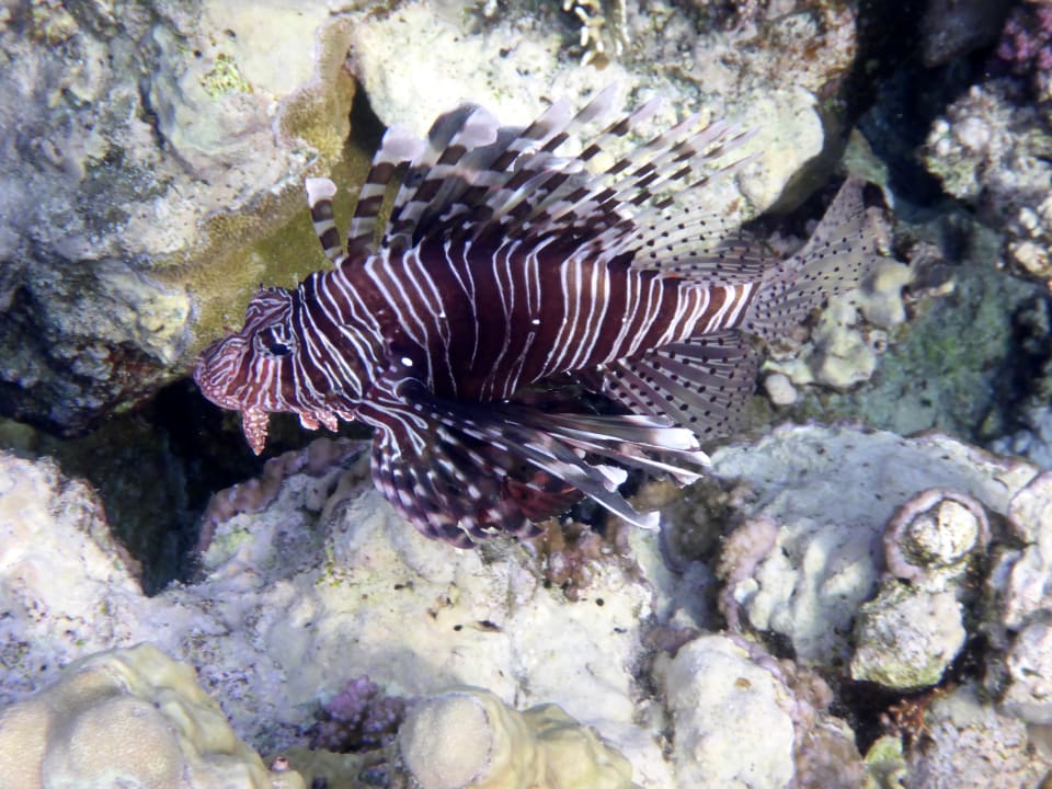 Strand Mövenpick Resort El Quseir