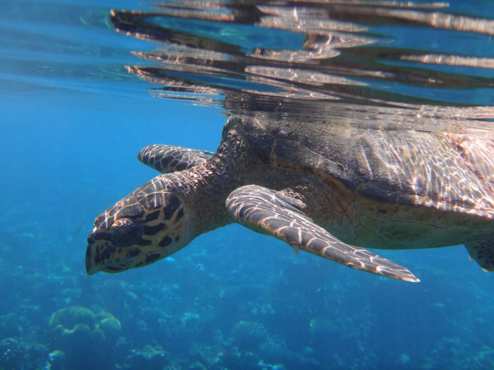 Unterwasserwelt Eri Maldives