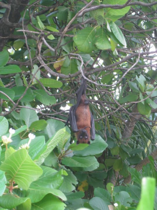 Flughund Angaga Island Resort